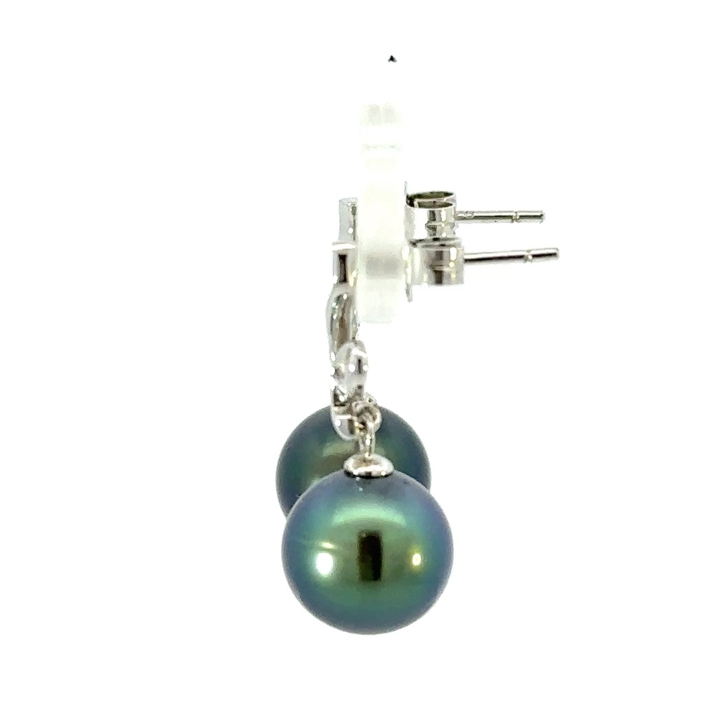 Tahitian pearl drops on a squiggle stud earrings