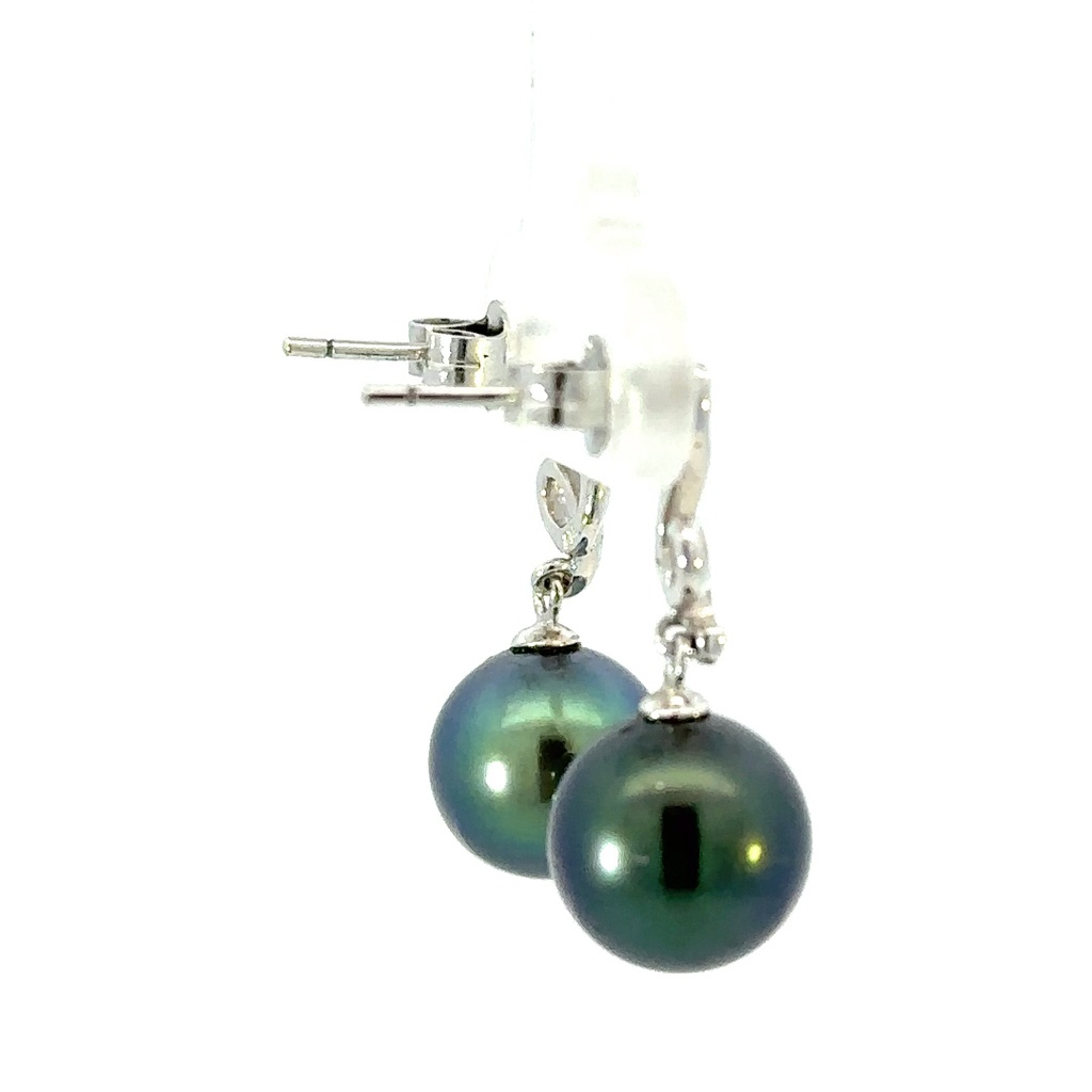 Tahitian pearl drops on a squiggle stud earrings